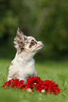 Chihuahua Puppy