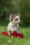 Chihuahua Puppy