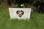 Chihuahua Puppy