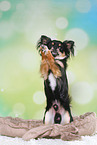 begging longhaired Chihuahua