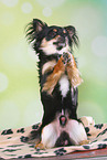 begging longhaired Chihuahua