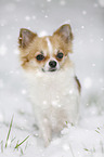 longhaired Chihuahua