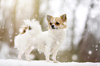 longhaired Chihuahua