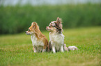 2 longhaired Chihuahuas