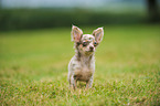 longhaired Chihuahua