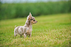 longhaired Chihuahua