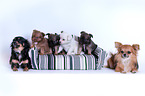 Chihuahuas