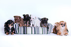Chihuahuas