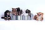 Chihuahuas