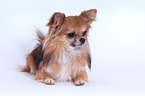 lying Chihuahua