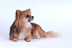 lying Chihuahua