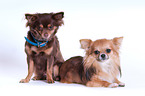 2 Chihuahuas