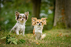 longhaired Chihuahuas