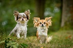 longhaired Chihuahuas