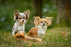 longhaired Chihuahuas