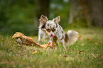longhaired Chihuahua