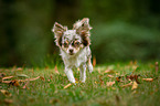 walking longhaired Chihuahua