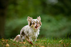 longhaired Chihuahua
