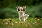 longhaired Chihuahua