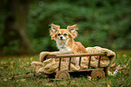 sitting longhaired Chihuahua