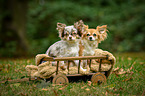 longhaired Chihuahuas
