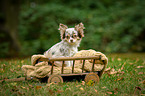 sitting longhaired Chihuahua