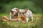 longhaired Chihuahua puppies