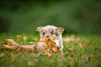 longhaired Chihuahua puppy