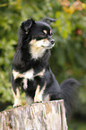 sitting longhaired Chihuahua
