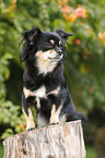 sitting longhaired Chihuahua