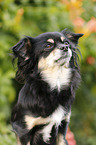 longhaired Chihuahua Portrait