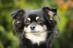 longhaired Chihuahua Portrait