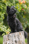 sitting longhaired Chihuahua