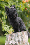 sitting longhaired Chihuahua
