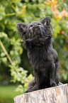 sitting longhaired Chihuahua