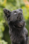 longhaired Chihuahua Portrait