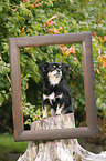 sitting longhaired Chihuahua