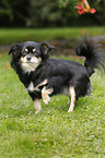 longhaired Chihuahua