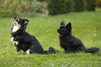 2 longhaired Chihuahuas