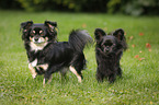 2 longhaired Chihuahuas