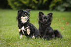 2 longhaired Chihuahuas