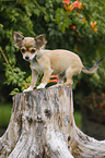 young Chihuahua