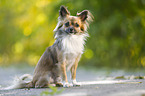 sitting longhaired Chihuahua