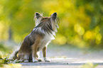 sitting longhaired Chihuahua
