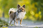 standing longhaired Chihuahua