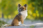 sitting longhaired Chihuahua