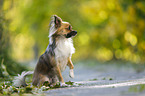 sitting longhaired Chihuahua