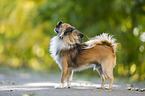 standing longhaired Chihuahua