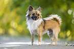 standing longhaired Chihuahua