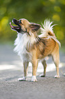 standing longhaired Chihuahua
